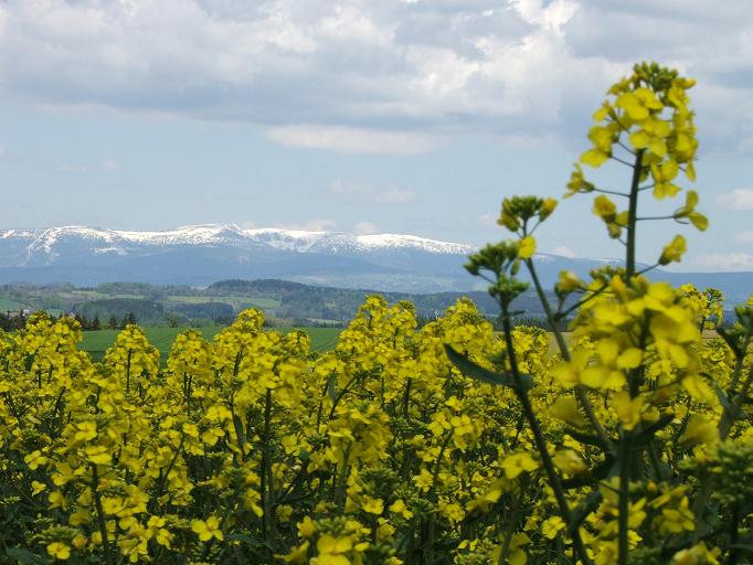 krkonoše v řepce