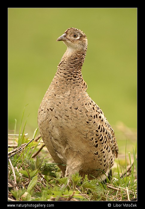 Na kus řeči s bažanty I.