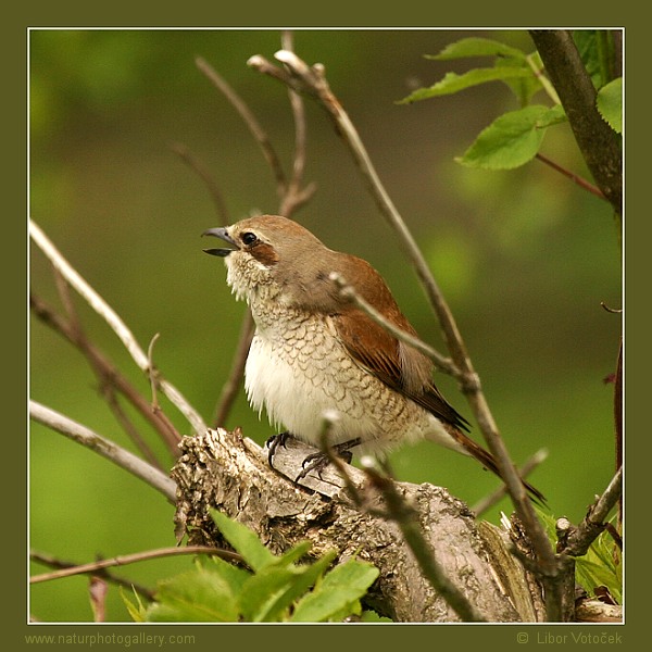 UŽ JSOU TADY !!  :-)