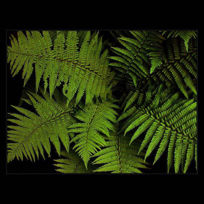 <u>***GREEN_VELVET***</U><B>