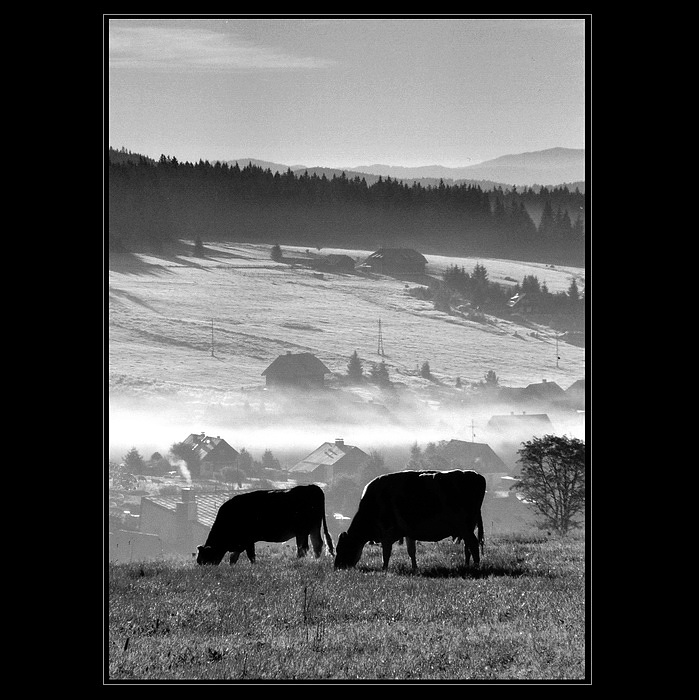 ..Šumavské pohlednice ..  Ráno nad Kvildou IV.