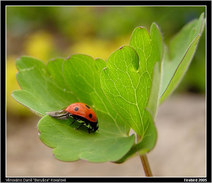 *** Berušanda po přistání ***