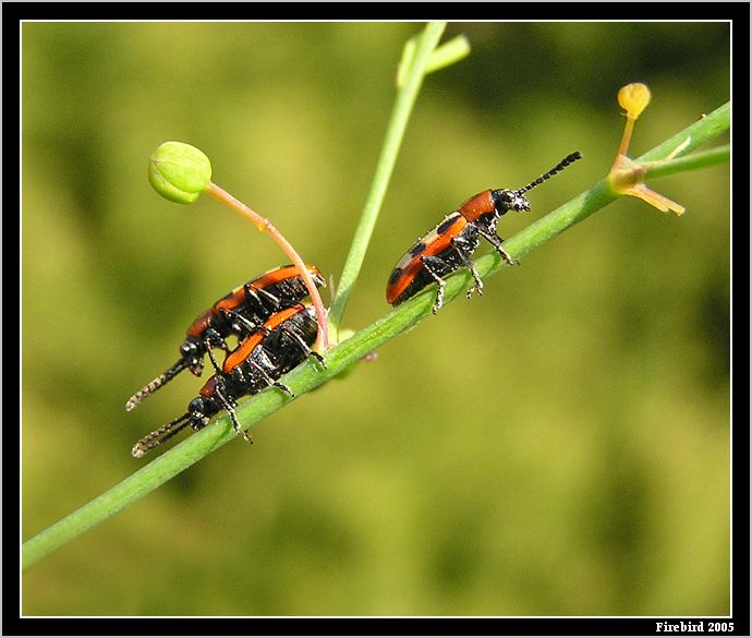 *** Už jde pryč, pochopil, že ho do trojky nechcem! :-) ***