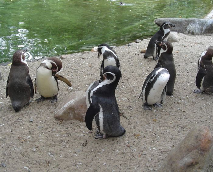 Zoo Praha