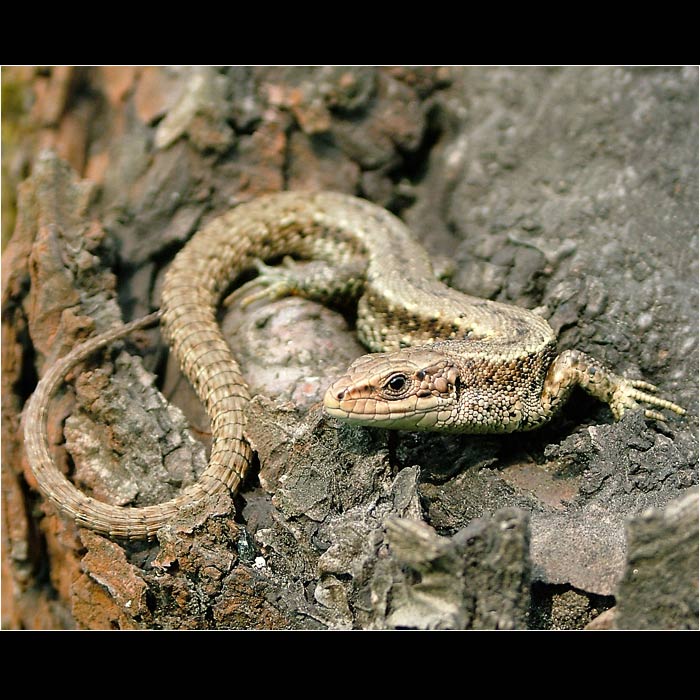 letošní