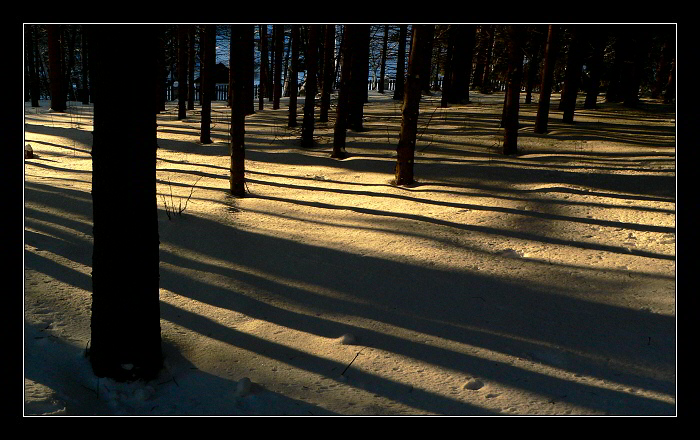 Navečer v zimním lese