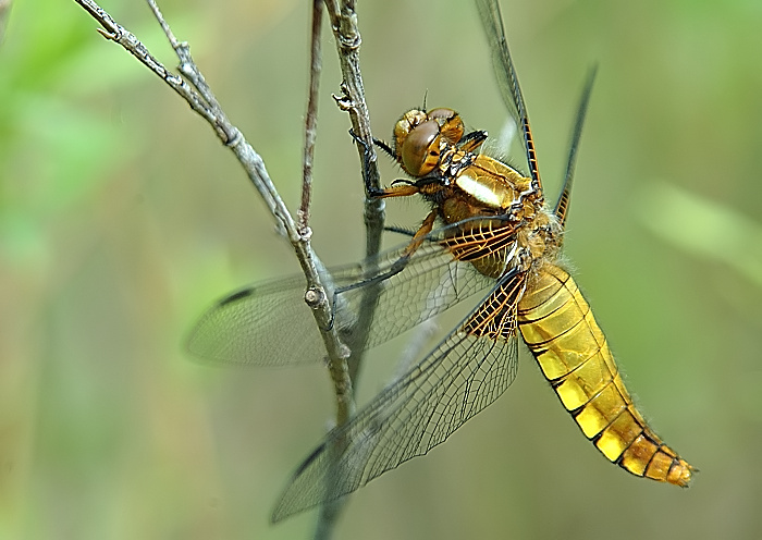 Ploská