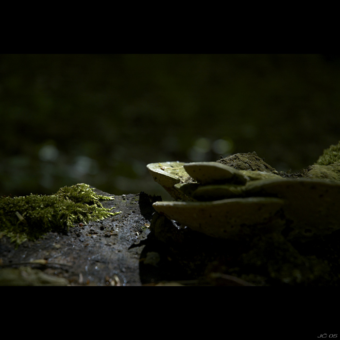 houbička, mešíček ;-)