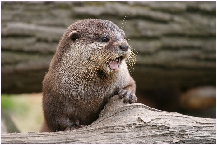 Koukám na to jako blázen..