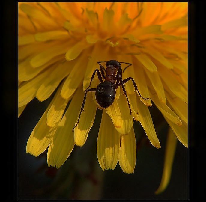 do středu ... ve středu ...