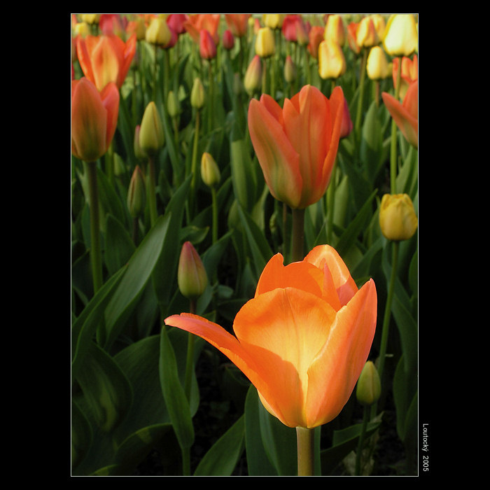 <B>.:Flora 2005--Tulipán:.</B>