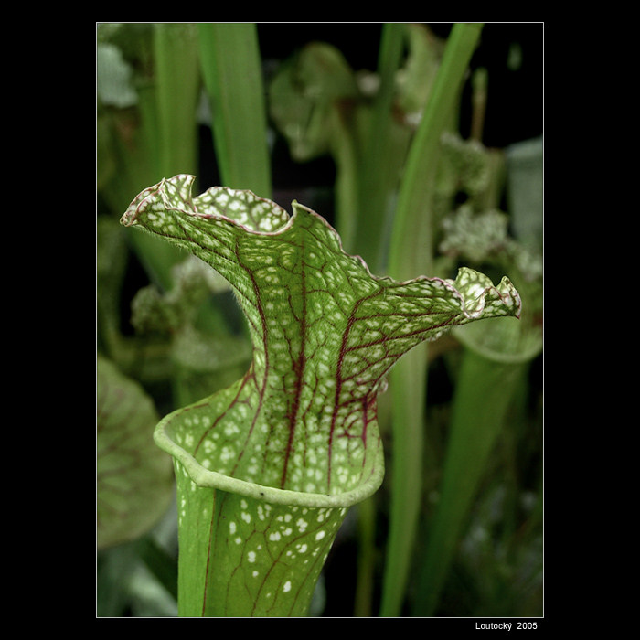 <B>.:Flora 2005--Masožrafka:.</B>