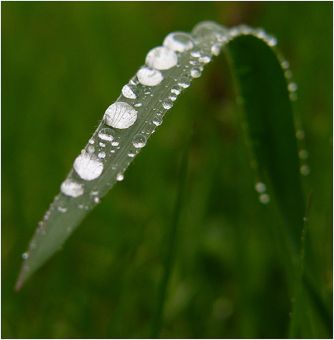 Lupa natura.