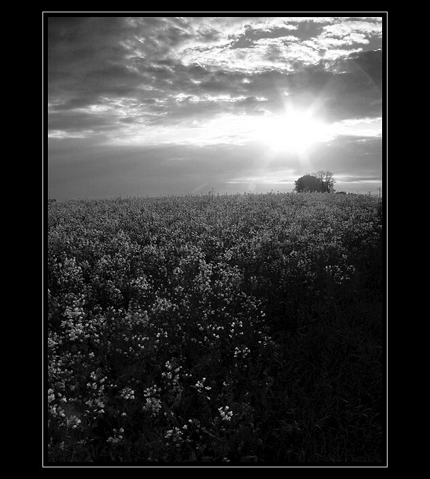 b&w......řepka