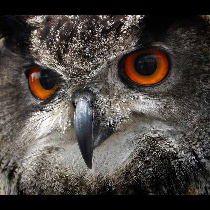 <B>BUBO BUBO<hR>