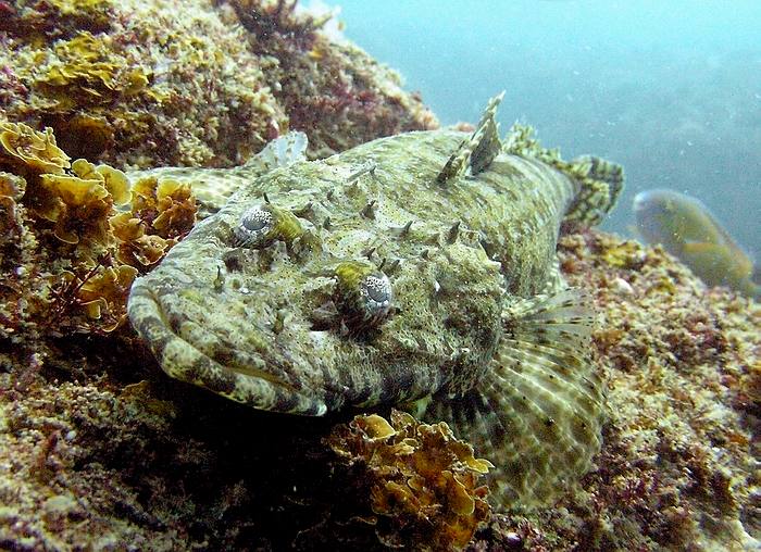 Crocodile fish