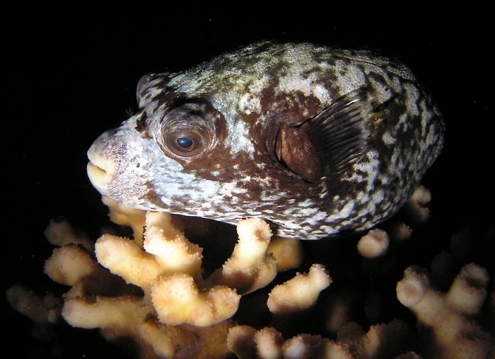 Puffer