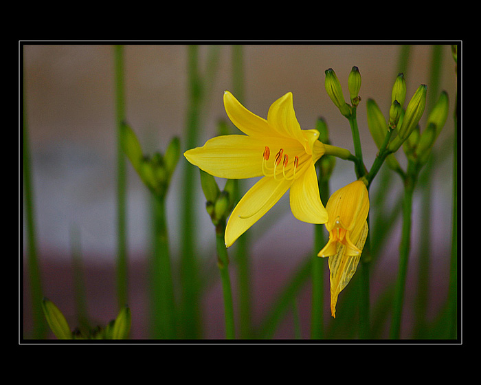 Lily