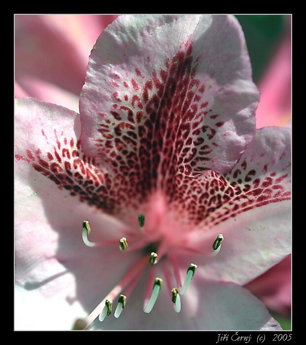 Květ rhododendronu