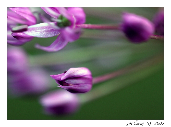 Letím za světlem ...