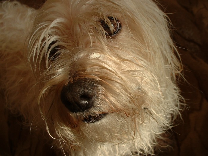 Betynka