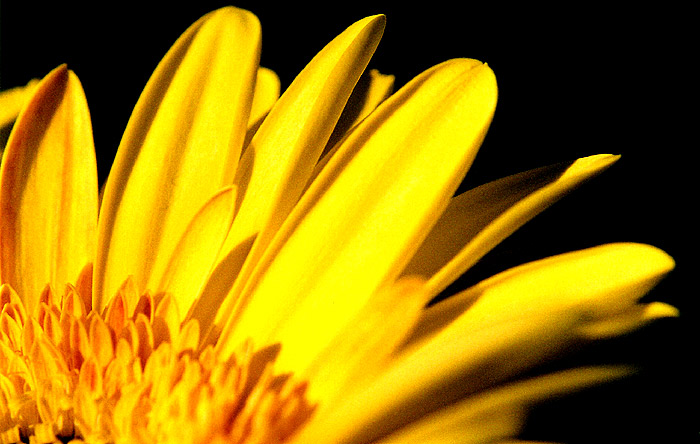 -= gerbera =-
