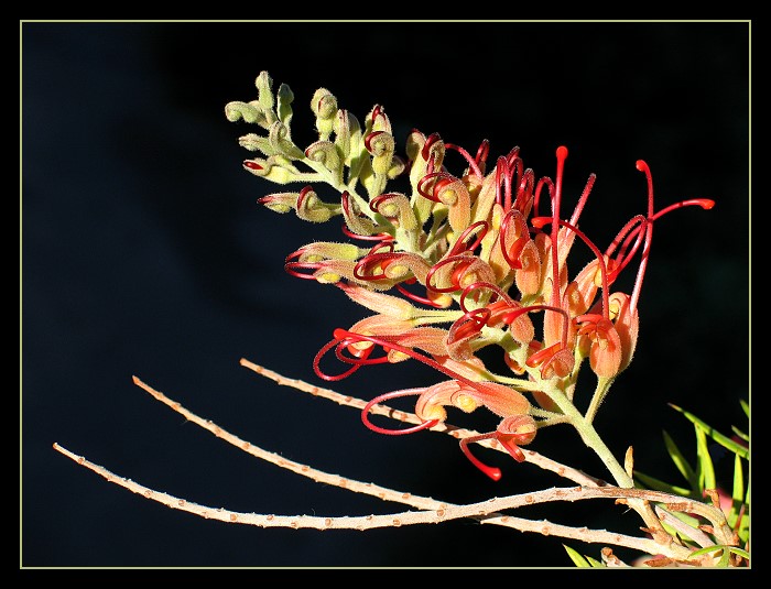 Grevillea