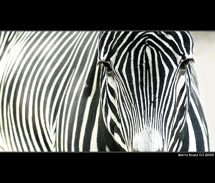  - zebra crossing -