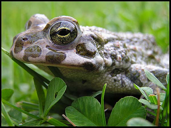 Žabák