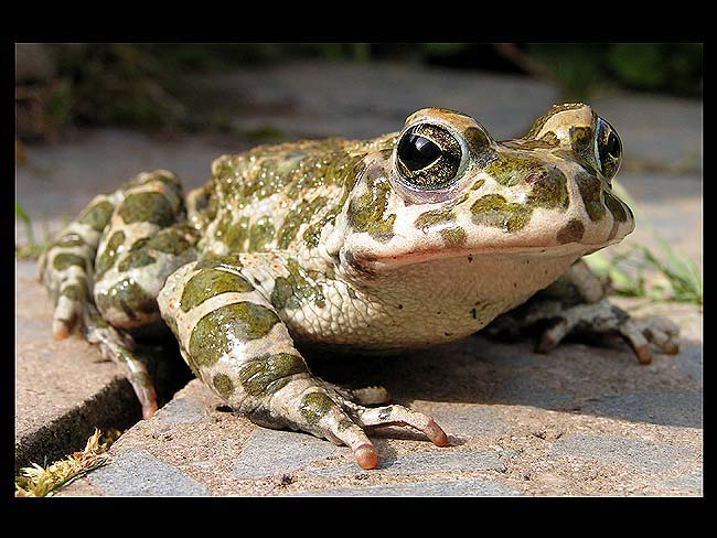 Ropucha Obecná   -   Bufo bufo