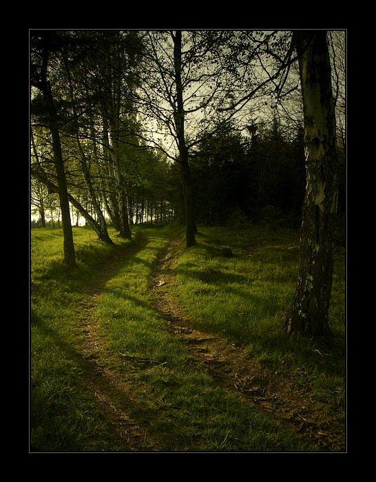 ...cesta...