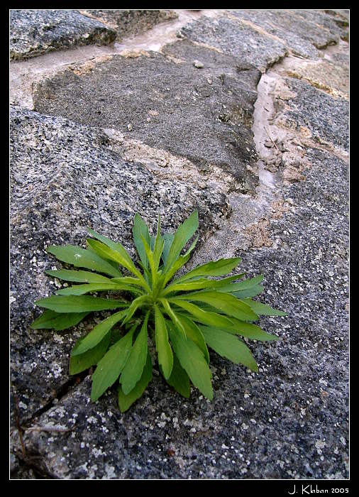 Kameni a betonu navzdory