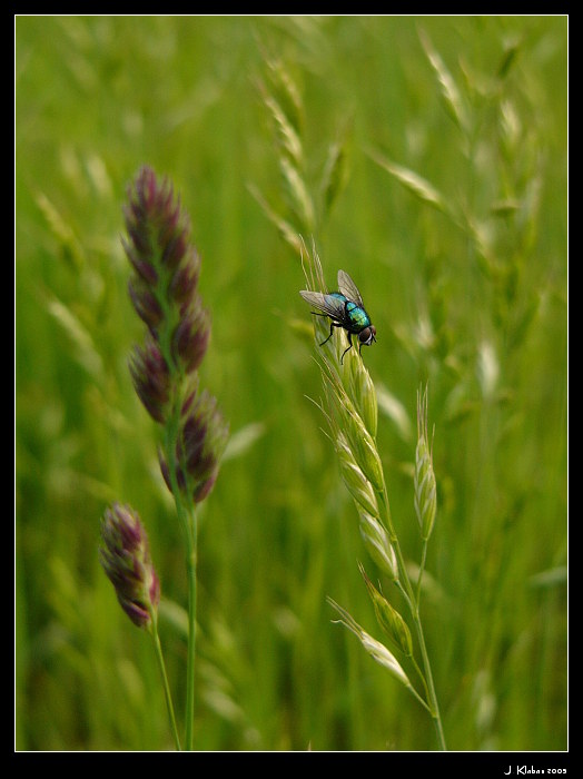 Moucha jedna....zlatá