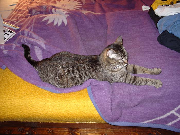 Trudy s dvěma dekama