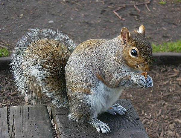 WOODCAT aneb veverka londýnská