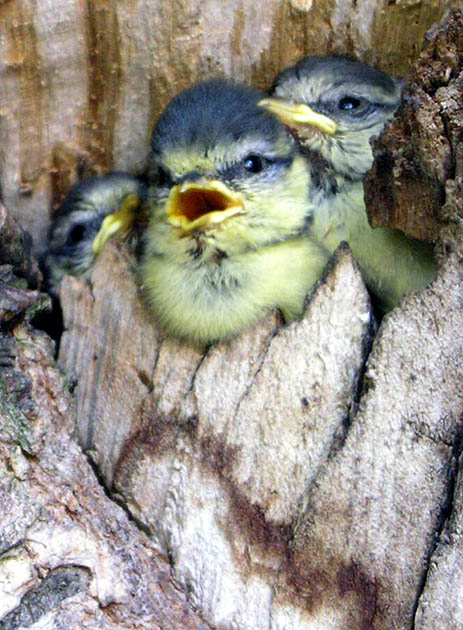 Moc se nám tu nemotej, rušíš krmící mámu !!!