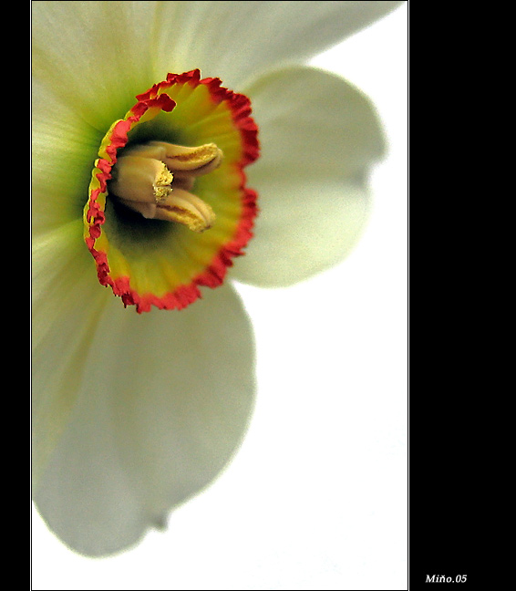 <b>... Narcis ...</b>