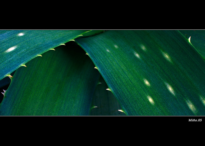 <b>... Aloe ...</b>