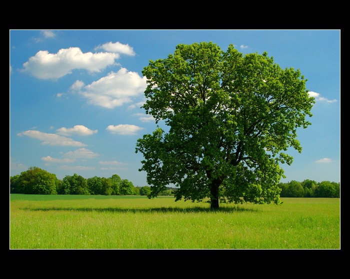 -- STROMOVKA --