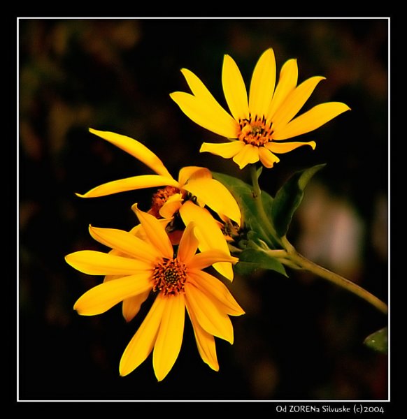 **Flower for my Silvuska**