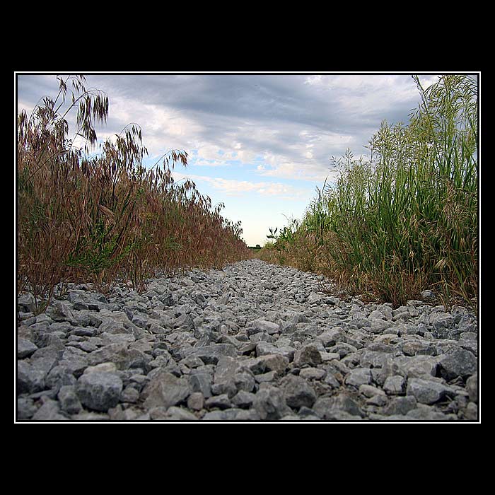 Cesta