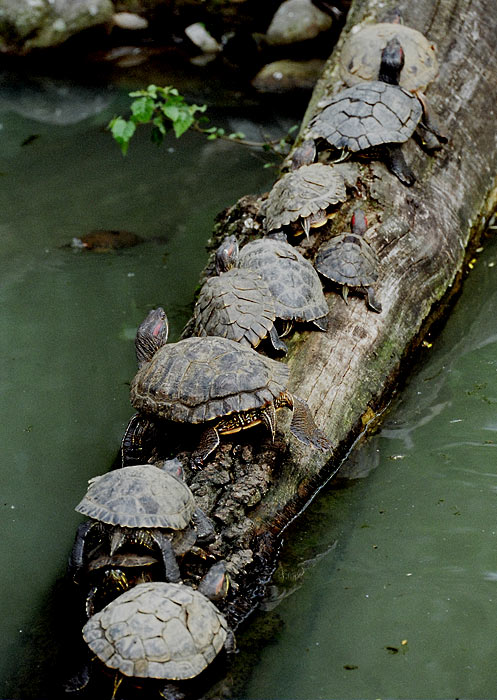 Všichni v řadě za sebou