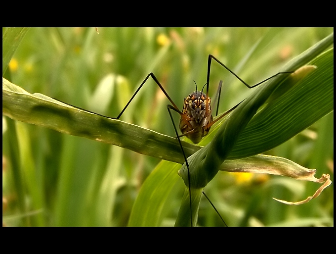 **mezipřistání na listě**