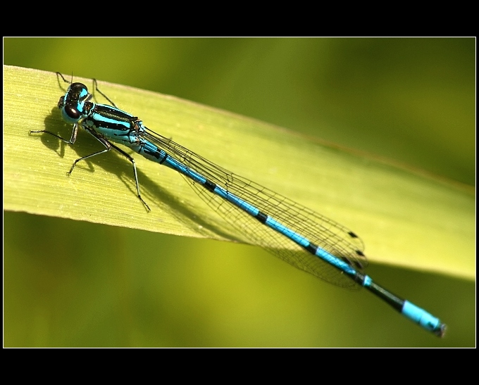 Šidélko páskované (Coenagrion puella)