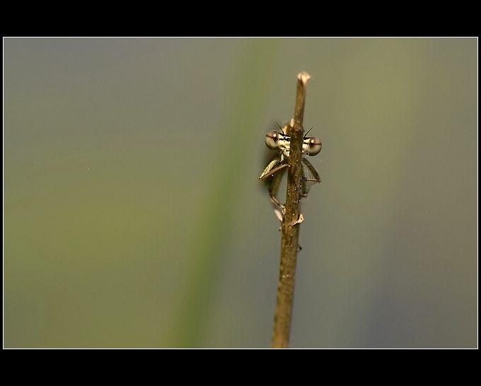 ......asi mě nevidí.....