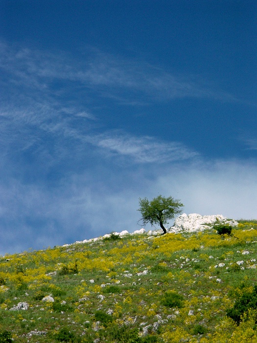 Pálava 3 (Kámen a Strom)