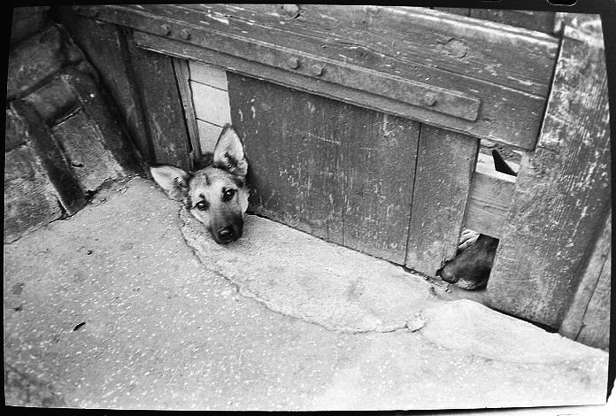 Pes, kterému kouká z díry hlava, nekouše /…tedy snad/