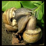 Muchlování za listem