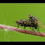 ...když můžou brouci, tak my taky...