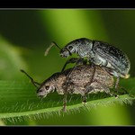 ...sex v trávě II...